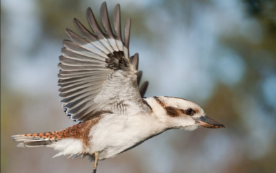 Taking Flight: The Story Behind Our Bird-Inspired Tiny Home Names