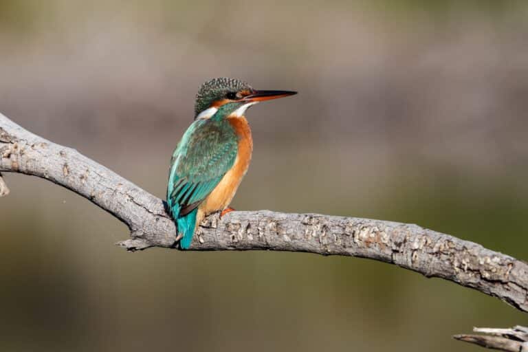 Tiny Home bird kingfisher Bird-Inspired Tiny Homes