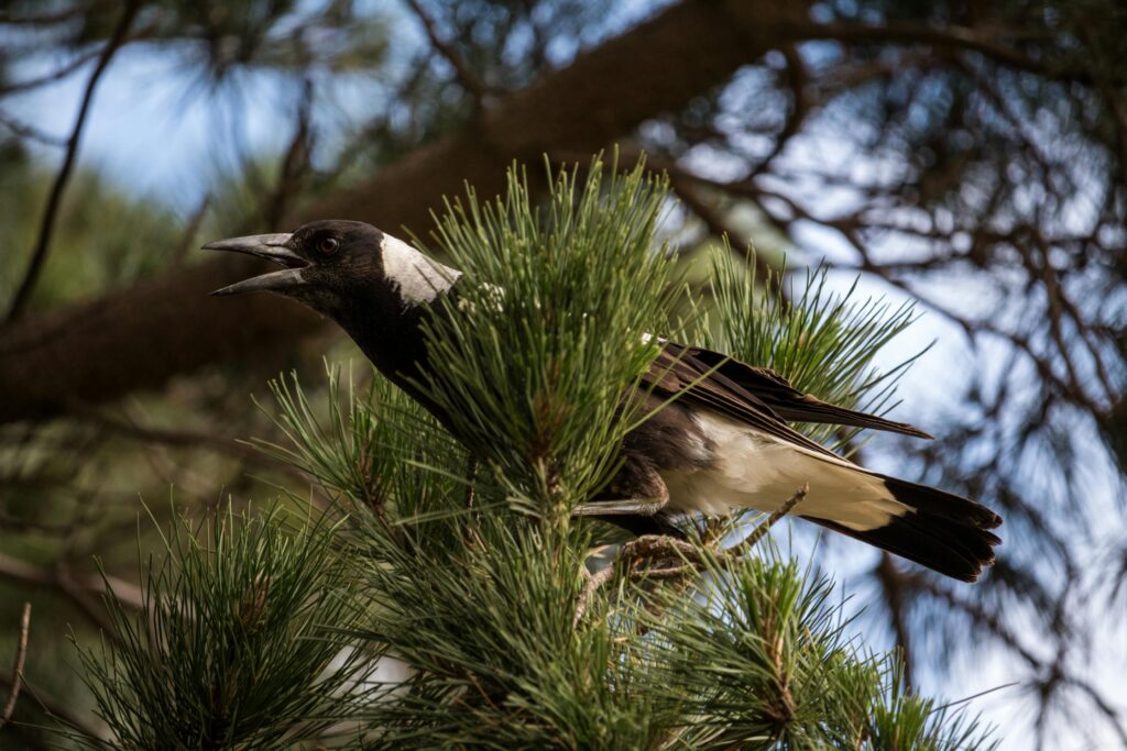 taking flight magpie Bird-Inspired Tiny Homes