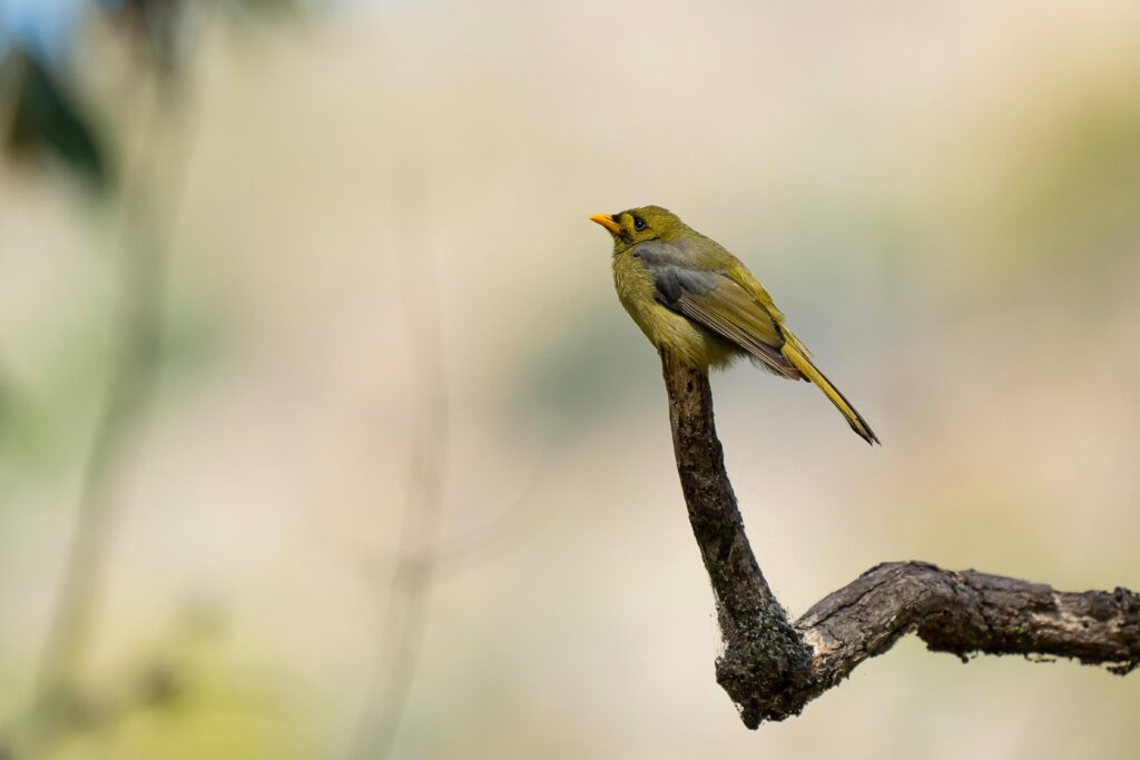 taking flight bellbird Bird-Inspired Tiny Homes